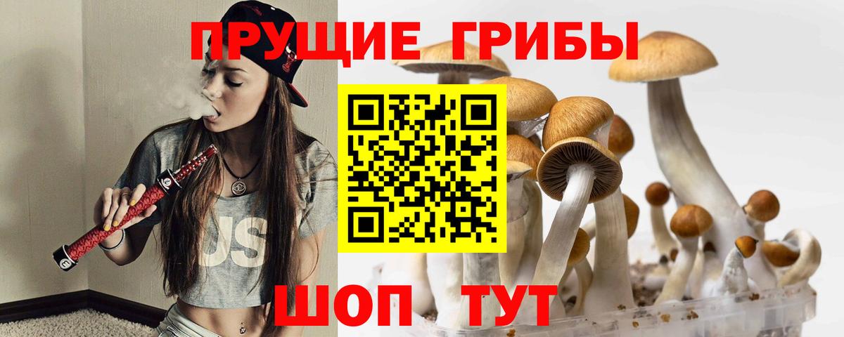 Псилоцибиновые грибы Psilocybe Курск